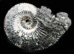 Iridescent Ammonite (Kosmoceras) Fossil - Russia #34612-1